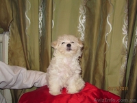 Продам щенка мальтезе - <ro>Изображение</ro><ru>Изображение</ru> #1, <ru>Объявление</ru> #465602
