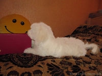 Предлагаю щенков Mальтезе (Mальтийская болонка)  - <ro>Изображение</ro><ru>Изображение</ru> #3, <ru>Объявление</ru> #473025