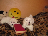 Предлагаю щенков Mальтезе (Mальтийская болонка)  - <ro>Изображение</ro><ru>Изображение</ru> #6, <ru>Объявление</ru> #473025