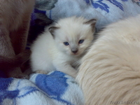 Продам бирманских котят в хорошие руки - <ro>Изображение</ro><ru>Изображение</ru> #3, <ru>Объявление</ru> #471608