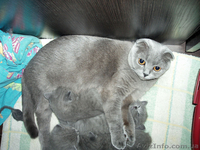 Чистокровная Шотландская Принцеска. - <ro>Изображение</ro><ru>Изображение</ru> #6, <ru>Объявление</ru> #479008