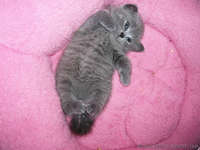 Чистокровная Шотландская Принцеска. - <ro>Изображение</ro><ru>Изображение</ru> #3, <ru>Объявление</ru> #479008