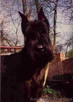 Щенки ризеншнауцера от рабочих родителей - <ro>Изображение</ro><ru>Изображение</ru> #1, <ru>Объявление</ru> #458459