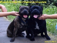 Стаффордширского бультерьера щенки - <ro>Изображение</ro><ru>Изображение</ru> #7, <ru>Объявление</ru> #482581