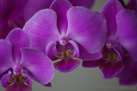 Sigma 70-300mm DL Macro f/4 - 5.6 автофокус на Pentax - <ro>Изображение</ro><ru>Изображение</ru> #4, <ru>Объявление</ru> #480630