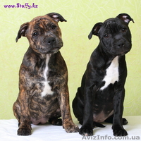 Стаффордширского бультерьера щенки - <ro>Изображение</ro><ru>Изображение</ru> #3, <ru>Объявление</ru> #482581