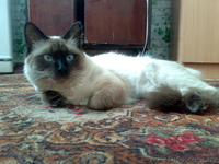 Продам бирманских котят в хорошие руки - <ro>Изображение</ro><ru>Изображение</ru> #6, <ru>Объявление</ru> #471608