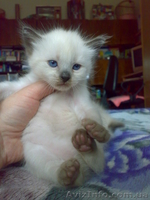 Продам бирманских котят в хорошие руки - <ro>Изображение</ro><ru>Изображение</ru> #1, <ru>Объявление</ru> #471608