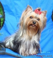 Продаются щенки шоу класса йоркширского терьера  - <ro>Изображение</ro><ru>Изображение</ru> #1, <ru>Объявление</ru> #512744