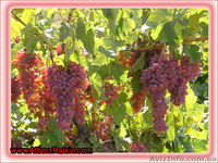 ПРОДАМ ШАФРАН. КАРДАМОН,  Изюм, мак ЧАЙ В МЕШКАХ - <ro>Изображение</ro><ru>Изображение</ru> #3, <ru>Объявление</ru> #506068