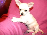 Очаровательная малышка чbхуахуа - <ro>Изображение</ro><ru>Изображение</ru> #3, <ru>Объявление</ru> #500393