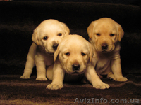Продаются роскошные щенки лабрадора палевого окраса - <ro>Изображение</ro><ru>Изображение</ru> #1, <ru>Объявление</ru> #512878