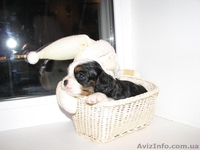 Щенки кавалер кинг чарльз спаниеля шоу класса - <ro>Изображение</ro><ru>Изображение</ru> #1, <ru>Объявление</ru> #504063