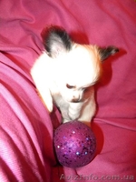 Миниатюрный длинношерстный чихуахуа - <ro>Изображение</ro><ru>Изображение</ru> #2, <ru>Объявление</ru> #500388