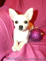 Очаровательная малышка чbхуахуа - <ro>Изображение</ro><ru>Изображение</ru> #4, <ru>Объявление</ru> #500393