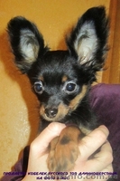 РУССКИЙ ТОЙ ДЛИННОШЕРСТНЫЙ - <ro>Изображение</ro><ru>Изображение</ru> #1, <ru>Объявление</ru> #490597