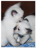 Сиамский (тайский) котёнок - <ro>Изображение</ro><ru>Изображение</ru> #2, <ru>Объявление</ru> #500895