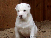 элитные белые  щенки среднеазиатской овчарки - <ro>Изображение</ro><ru>Изображение</ru> #1, <ru>Объявление</ru> #498035