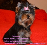 Элитные щеночки йоркширского терьера VIP-Classa! - <ro>Изображение</ro><ru>Изображение</ru> #3, <ru>Объявление</ru> #515488