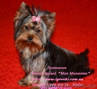 Элитные щеночки йоркширского терьера VIP-Classa! - <ro>Изображение</ro><ru>Изображение</ru> #2, <ru>Объявление</ru> #515488