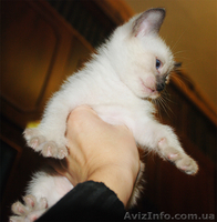 Сиамский (тайский) котёнок - <ro>Изображение</ro><ru>Изображение</ru> #3, <ru>Объявление</ru> #500895