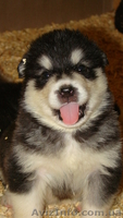 Щенки Аляскинского маламута шоу класса - <ro>Изображение</ro><ru>Изображение</ru> #4, <ru>Объявление</ru> #491948