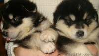 Миленькие щенки аляскинского маламута  - <ro>Изображение</ro><ru>Изображение</ru> #3, <ru>Объявление</ru> #517474
