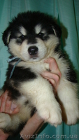 Щенки Аляскинского маламута шоу класса - <ro>Изображение</ro><ru>Изображение</ru> #5, <ru>Объявление</ru> #491948