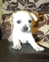 Очаровательная малышка чbхуахуа - <ro>Изображение</ro><ru>Изображение</ru> #6, <ru>Объявление</ru> #500393