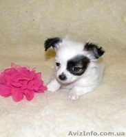 Миниатюрный длинношерстный чихуахуа - <ro>Изображение</ro><ru>Изображение</ru> #7, <ru>Объявление</ru> #500388