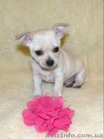 Очаровательная малышка чbхуахуа - <ro>Изображение</ro><ru>Изображение</ru> #9, <ru>Объявление</ru> #500393