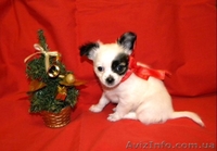 Миниатюрный длинношерстный чихуахуа - <ro>Изображение</ro><ru>Изображение</ru> #5, <ru>Объявление</ru> #500388