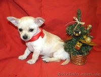 Очаровательная малышка чbхуахуа - <ro>Изображение</ro><ru>Изображение</ru> #8, <ru>Объявление</ru> #500393