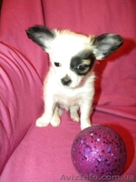 Миниатюрный длинношерстный чихуахуа - <ro>Изображение</ro><ru>Изображение</ru> #4, <ru>Объявление</ru> #500388