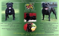 Английский стаффордширский бультерьер - <ro>Изображение</ro><ru>Изображение</ru> #1, <ru>Объявление</ru> #503409