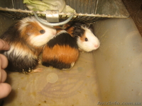 Шикарные свиночки - <ro>Изображение</ro><ru>Изображение</ru> #1, <ru>Объявление</ru> #489993