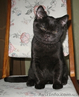 Британские чистокровные короткошерстные котята. - <ro>Изображение</ro><ru>Изображение</ru> #3, <ru>Объявление</ru> #494917