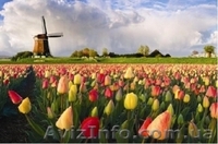 Качественный отдых по всему миру! - <ro>Изображение</ro><ru>Изображение</ru> #4, <ru>Объявление</ru> #509521