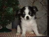 Чихуахуа. Мини щенки - <ro>Изображение</ro><ru>Изображение</ru> #1, <ru>Объявление</ru> #490203