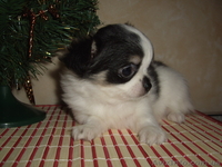 Чихуахуа. Мини щенки - <ro>Изображение</ro><ru>Изображение</ru> #2, <ru>Объявление</ru> #490203