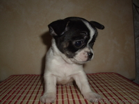 Чихуахуа. Мини щенки - <ro>Изображение</ro><ru>Изображение</ru> #4, <ru>Объявление</ru> #490203