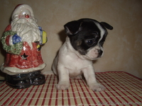 Чихуахуа. Мини щенки - <ro>Изображение</ro><ru>Изображение</ru> #5, <ru>Объявление</ru> #490203