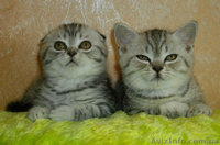 Шотландские плюшки вискасных окрасов - <ro>Изображение</ro><ru>Изображение</ru> #2, <ru>Объявление</ru> #480803