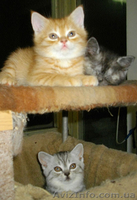 Шотландские плюшки вискасных окрасов - <ro>Изображение</ro><ru>Изображение</ru> #5, <ru>Объявление</ru> #480803