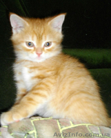 Шотландские плюшки вискасных окрасов - <ro>Изображение</ro><ru>Изображение</ru> #3, <ru>Объявление</ru> #480803