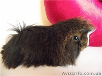 морская свинка перуанской породы - <ro>Изображение</ro><ru>Изображение</ru> #1, <ru>Объявление</ru> #516175