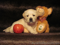 Продаются роскошные щенки лабрадора палевого окраса - <ro>Изображение</ro><ru>Изображение</ru> #3, <ru>Объявление</ru> #512878