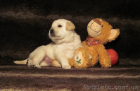 Продаются роскошные щенки лабрадора палевого окраса - <ro>Изображение</ro><ru>Изображение</ru> #4, <ru>Объявление</ru> #512878