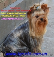 Элитные щеночки йоркширского терьера VIP-Classa! - <ro>Изображение</ro><ru>Изображение</ru> #4, <ru>Объявление</ru> #515488