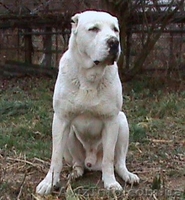 элитные белые  щенки среднеазиатской овчарки - <ro>Изображение</ro><ru>Изображение</ru> #3, <ru>Объявление</ru> #498035